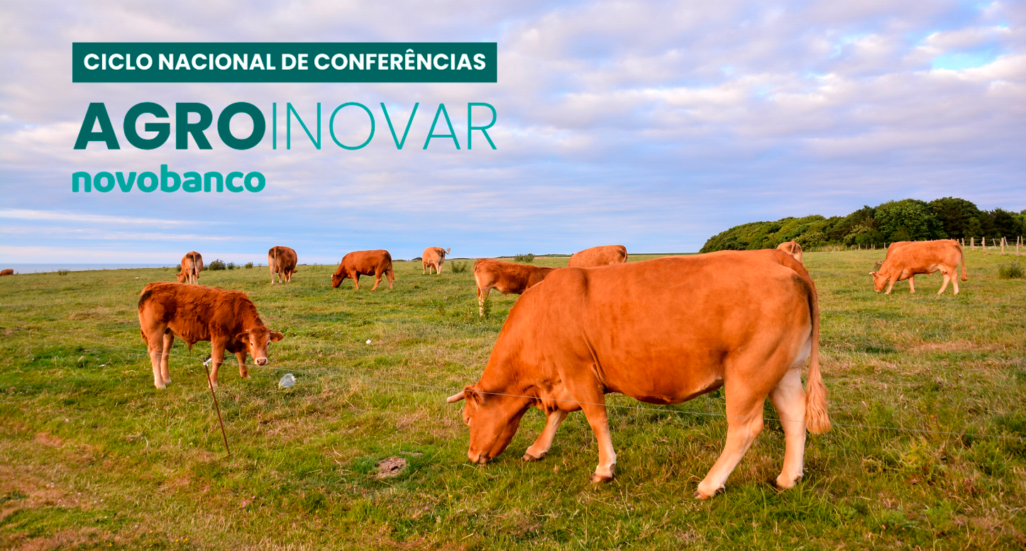 vacas