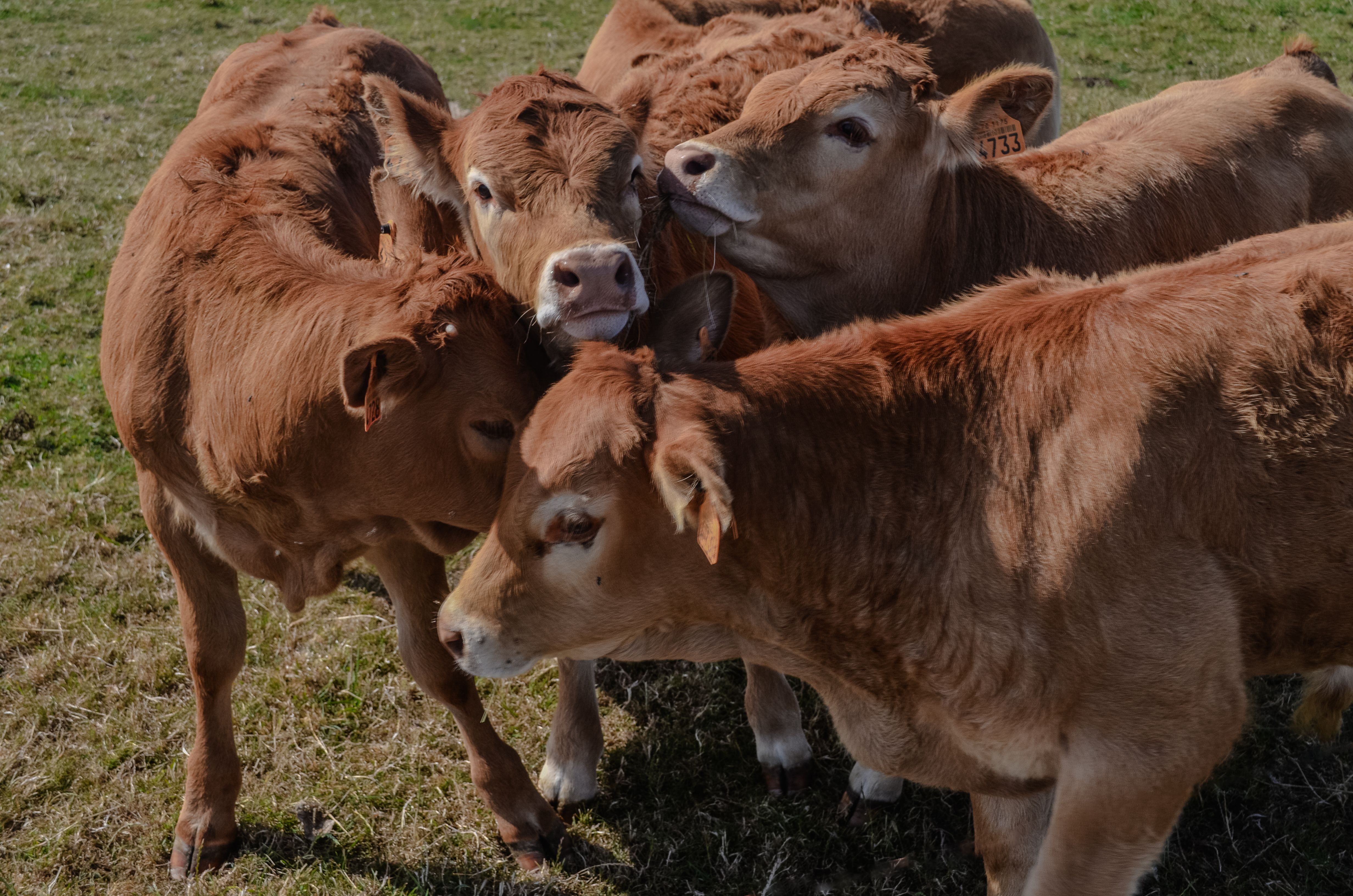 vacas 1