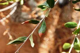 xylella
